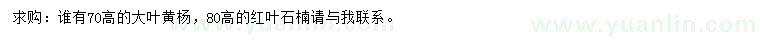 求購高70公分大葉黃楊、80公分紅葉石楠
