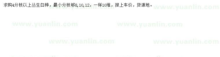 求購(gòu)4分枝以上叢生白樺
