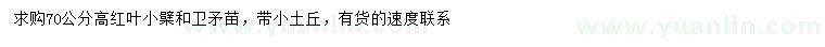 求購高70公分紅葉小檗、衛(wèi)矛苗