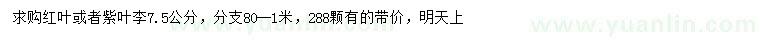 求購7.5公分紅葉李或紫葉李