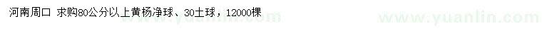 求購80公分以上黃楊凈球