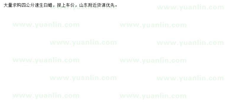 求購4公分速生白蠟