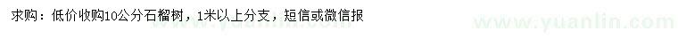 求購10公分石榴樹