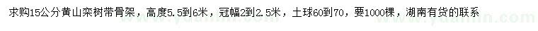 求購15公分黃山欒樹(shù)