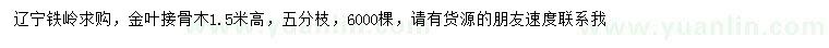 求購高1.5米金葉接骨木