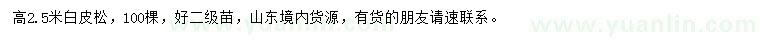 求購(gòu)高2.5米白皮松