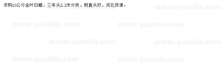 求購10公分金葉白蠟