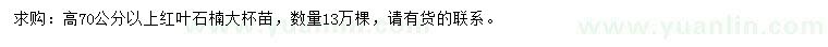 求購高70公分以上紅葉石楠