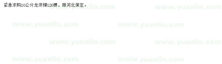 求購(gòu)10公分龍須柳