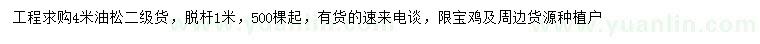 求購4米油松