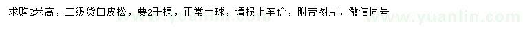 求購(gòu)高2米白皮松