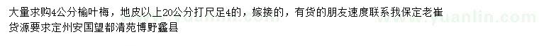 求購4公分榆葉梅