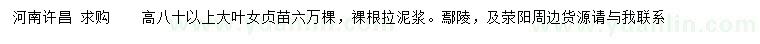 求購高80公分以上大葉女貞苗