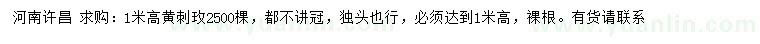 求購(gòu)高1米黃刺玫
