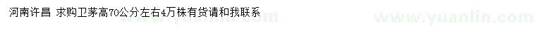 求購高70公分左右衛(wèi)矛