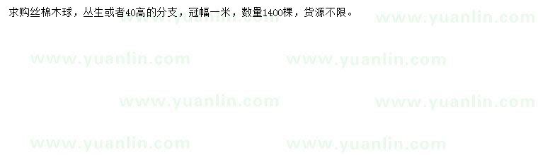 求購冠幅1米絲棉木球