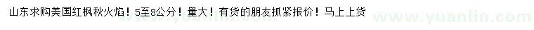 求購5-8公分美國紅楓秋火焰