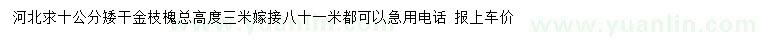 求購10公分矮干金枝槐