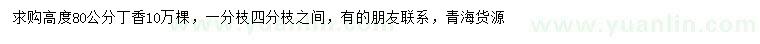 求購(gòu)高80公分丁香