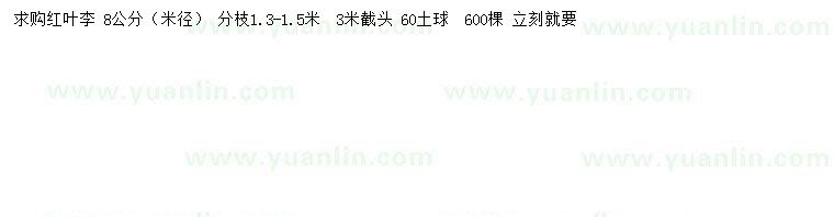 求購米徑8公分紅葉李