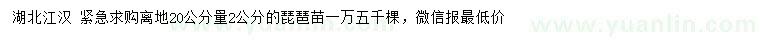 求購離地20公分量2公分琵琶苗