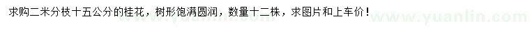 求購15公分桂花