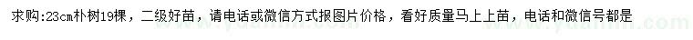 求購23公分樸樹