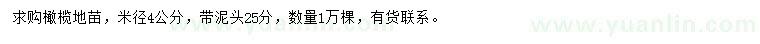 求購米徑4公分橄欖地苗