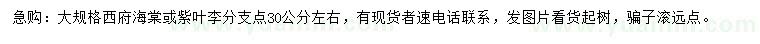 求購西府海棠、紫葉李