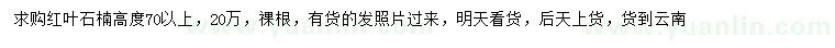 求購高70公分以上紅葉石楠