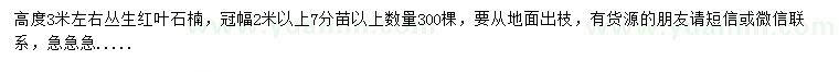 求購高3米左右紅葉石楠