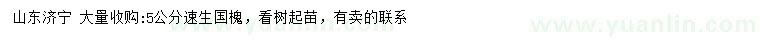 求購(gòu)5公分速生國(guó)槐