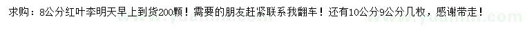 求購8公分紅葉李