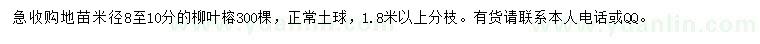 求購米徑8-10分柳葉榕