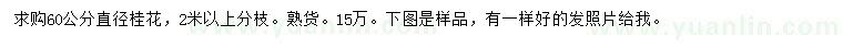 求購(gòu)直徑60公分桂花