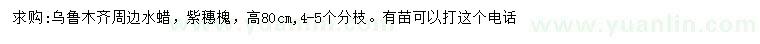 求購高80公分水蠟、穗槐