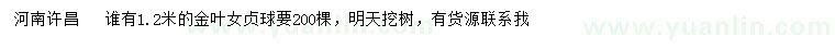求購1.2米金葉女貞球