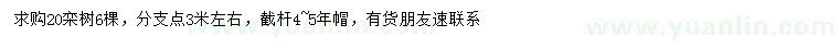 求購20公分欒樹