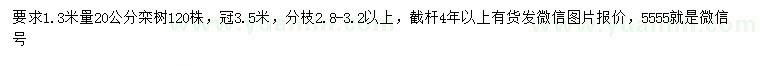 求購1.3米量20公分欒樹