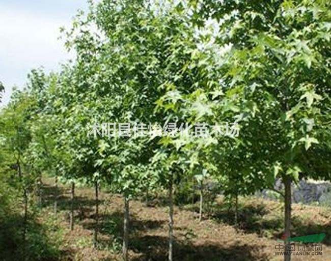 楓香 楓香小苗 苗圃基地楓香工程苗 園林綠化小區(qū)綠化