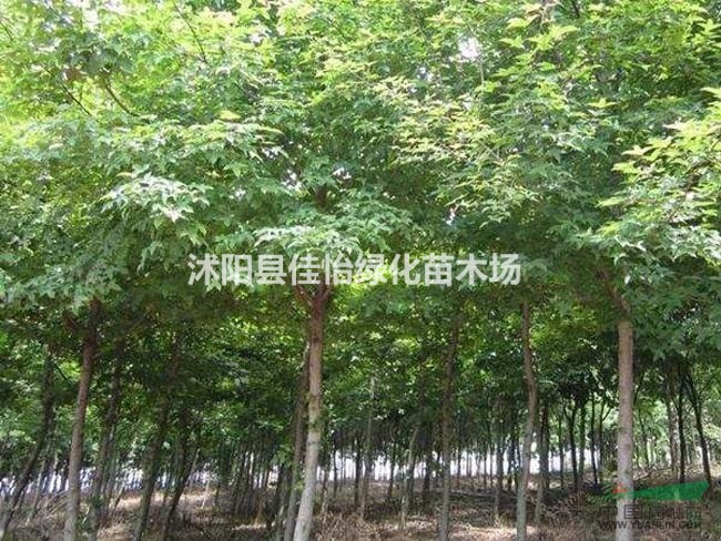 楓香 楓香小苗 苗圃基地楓香工程苗 園林綠化小區(qū)綠化