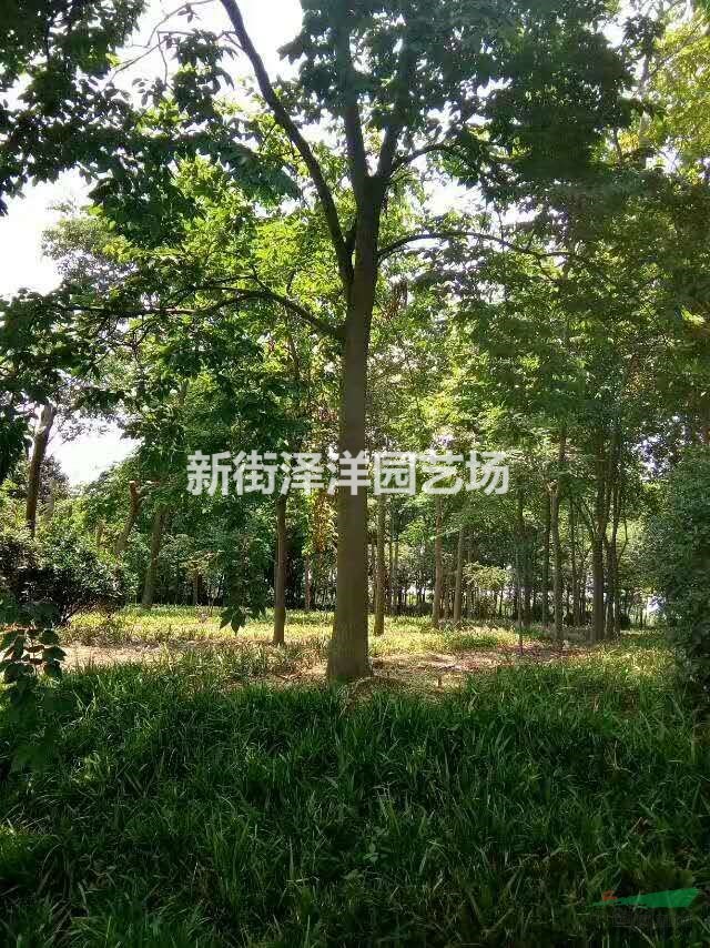 浙江地區(qū)供應(yīng)珊瑚樸10~25公分