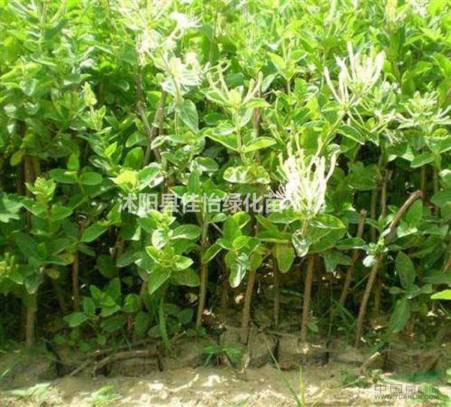金銀花藤本植物 盆栽金銀花苗 金銀花樹苗 園林綠化小區(qū)綠化