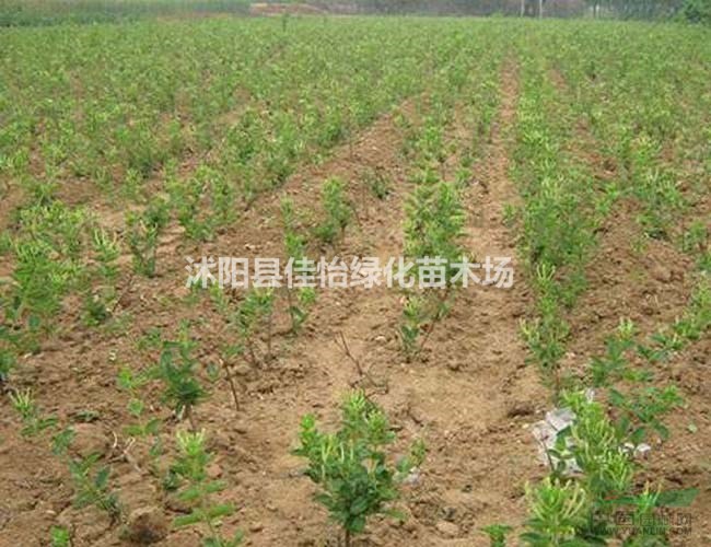 金銀花藤本植物 盆栽金銀花苗 金銀花樹苗 園林綠化小區(qū)綠化
