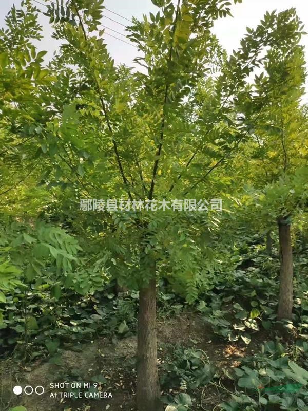 金枝槐 河南鄢陵金枝槐 河南金枝槐價格 河南苗木花木