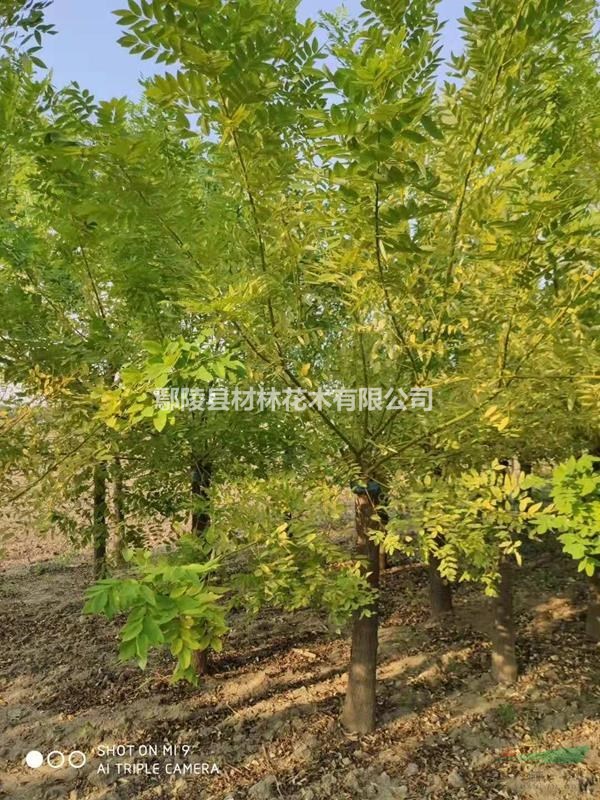 金枝槐 河南鄢陵金枝槐 河南金枝槐價格 河南苗木花木