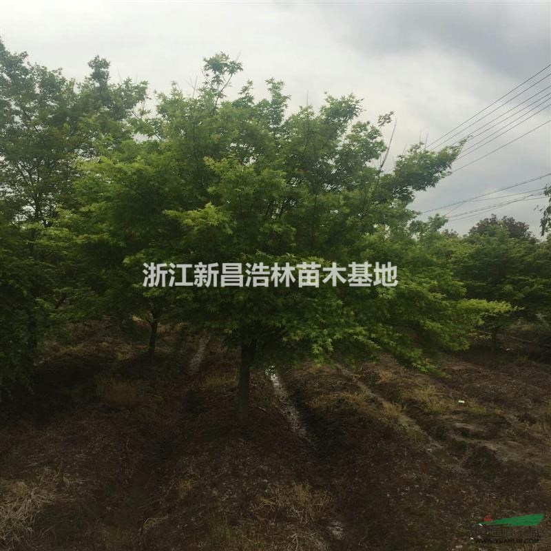 大量出售雞爪槭，規(guī)格10-15公分，600畝苗圃出售