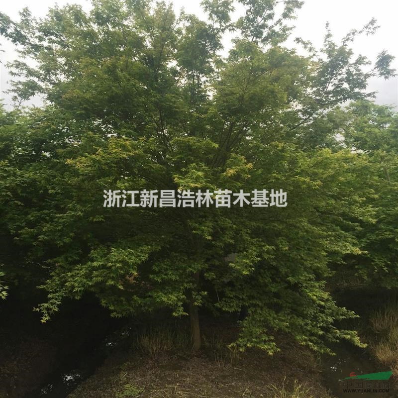 大量出售雞爪槭，規(guī)格10-15公分，600畝苗圃出售