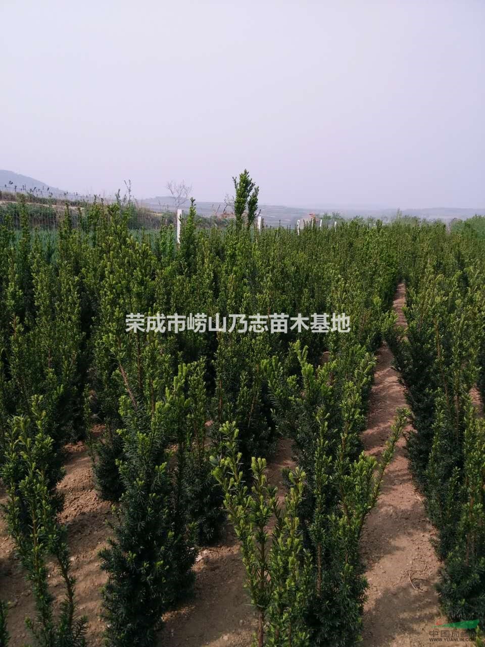 山東榮成市大量供應紅豆杉樹苗