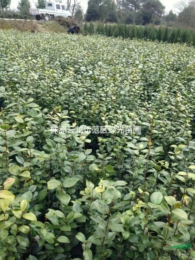 湖南株洲茶花杯苗,茶花袋苗,湖南茶花基地,茶花小苗批發(fā)